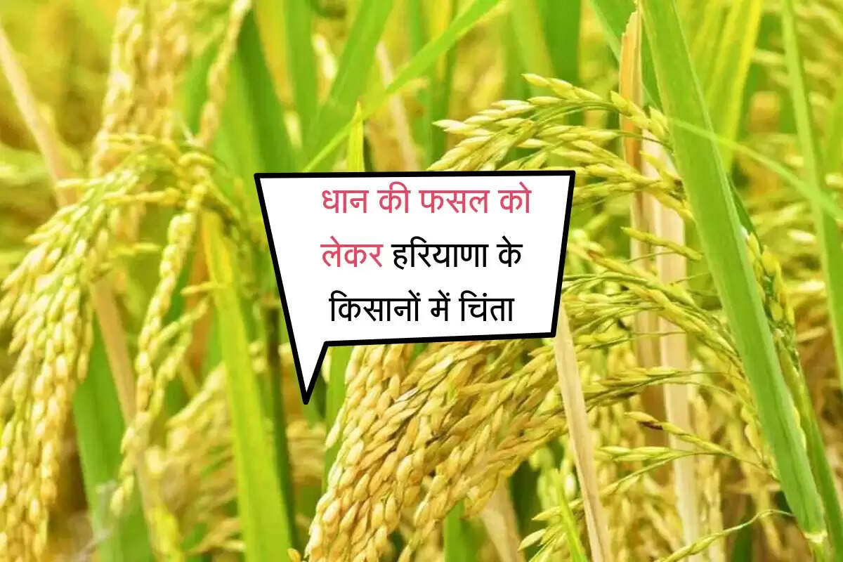 Haryana News: धान की फसल को लेकर हरियाणा के किसानों में चिंता, वायरस बना बड़ा खतरा
