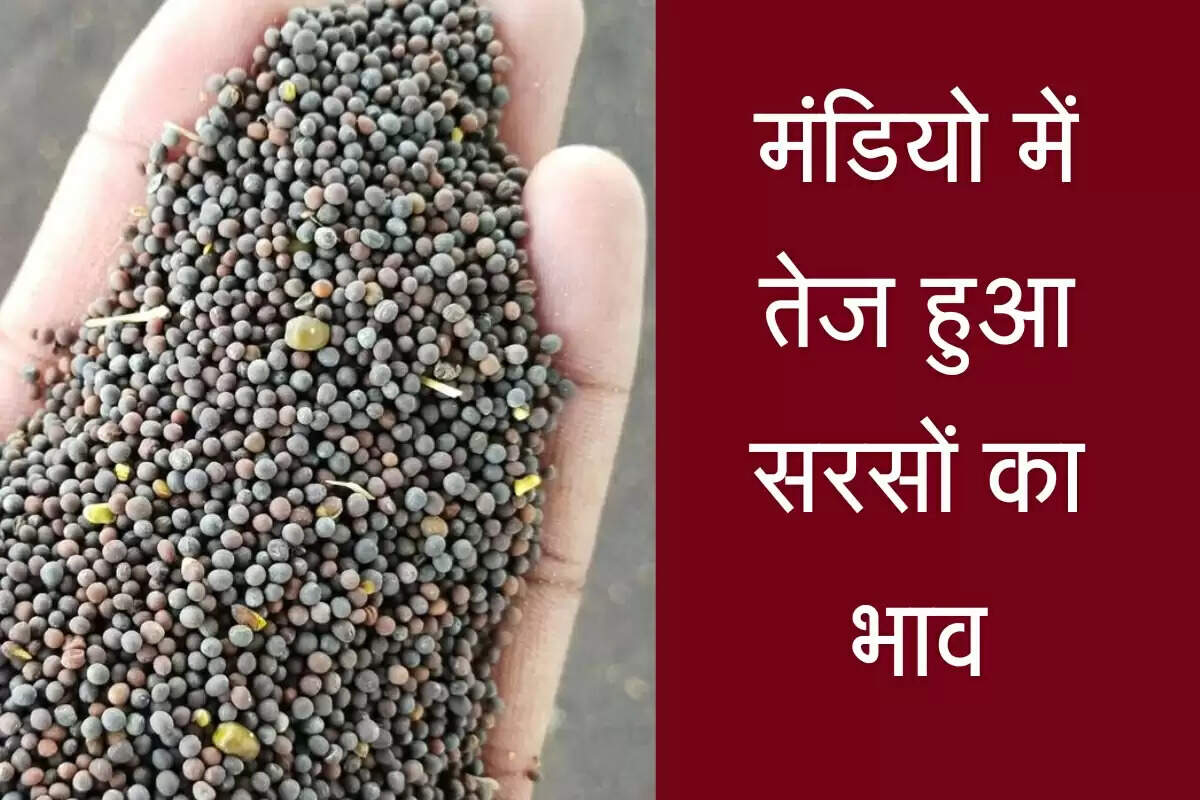 Sarso Mandi Bhav: उत्तर भारत की प्रमुख मंडियो में तेज हुआ सरसों का भाव, गिरावट का दौर रुका