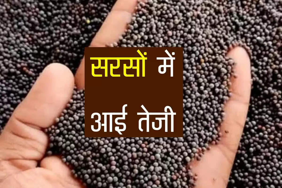 Kota Mandi Bhav: सरसों और सोयाबीन की कीमतों में आई तेजी, गेहूं हुआ सस्ता