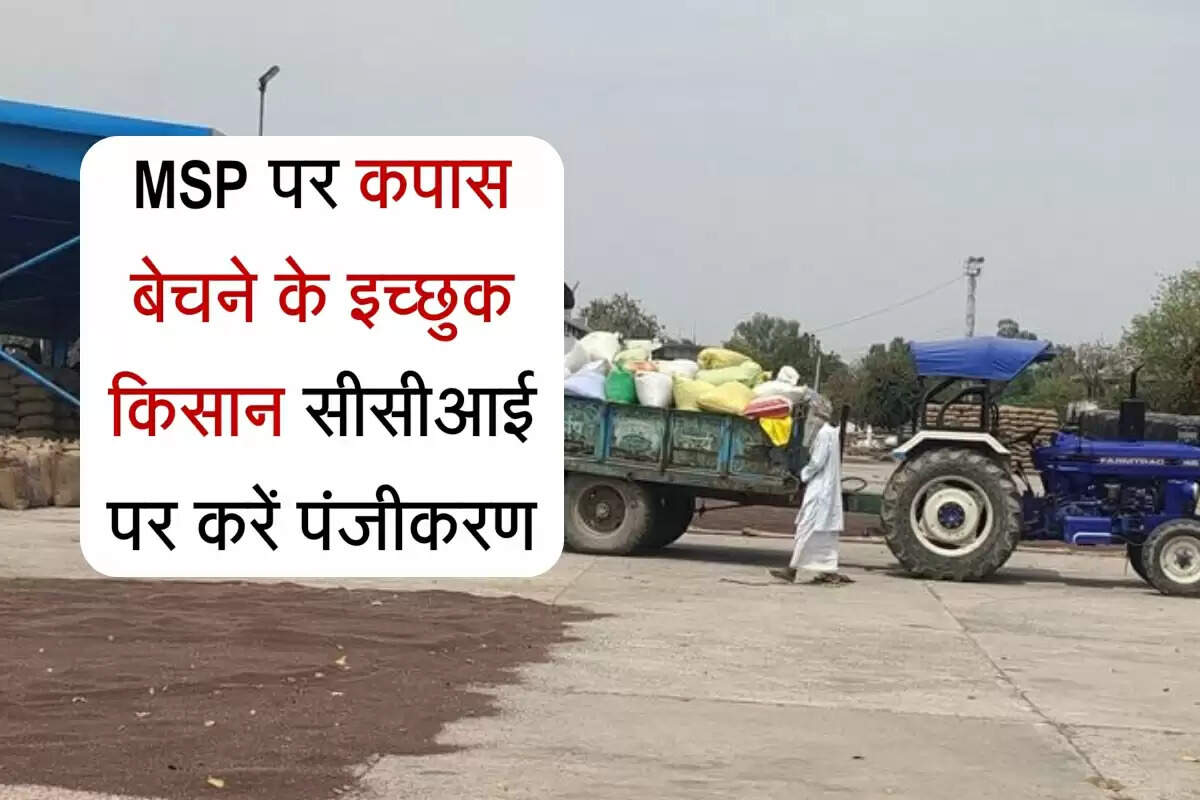 Sirsa News: कॉटन फसल खरीद की तैयारी शुरू, MSP पर बेचने के इच्छुक किसान सीसीआई पर करें पंजीकरण