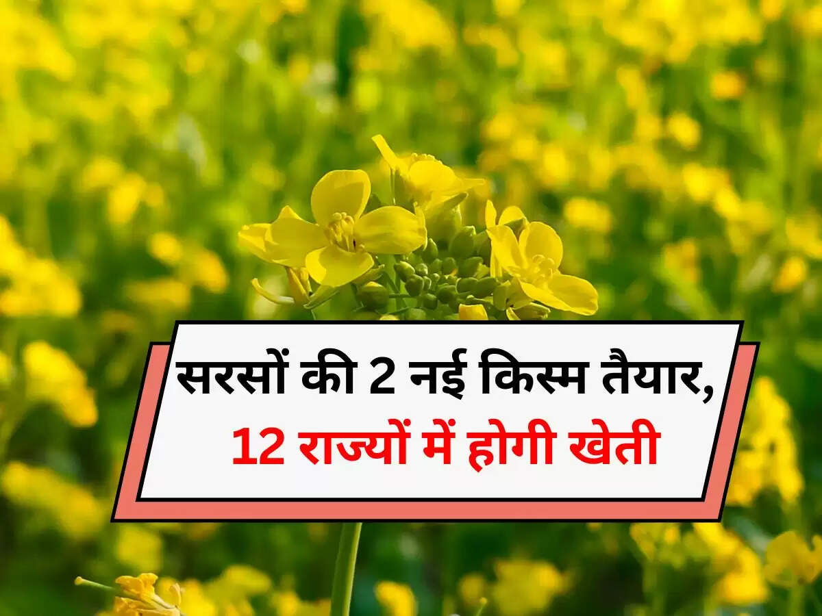 सरसों की 2 नई किस्म तैयार,  12 राज्यों में होगी खेती
