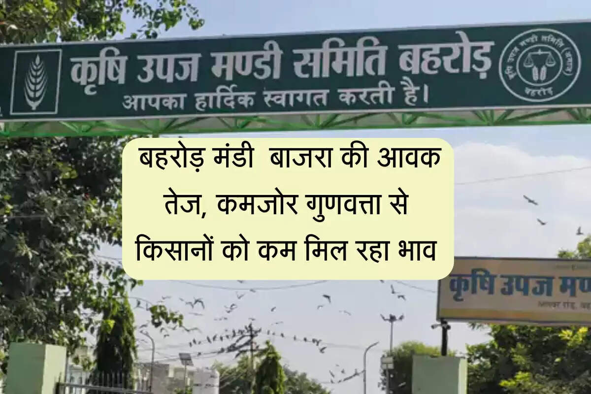 Alwar News: बहरोड़ मंडी में बढ़ रही बाजरा की आवक, कमजोर गुणवत्ता से किसानों को कम मिल रहा भाव