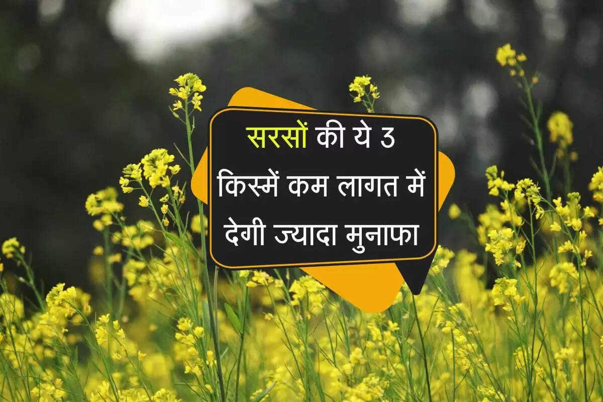 Mustard cultivation: सरसों की ये 3 किस्में कम लागत में देगी ज्यादा मुनाफा, कुछ बातों का रखे खास ध्यान 