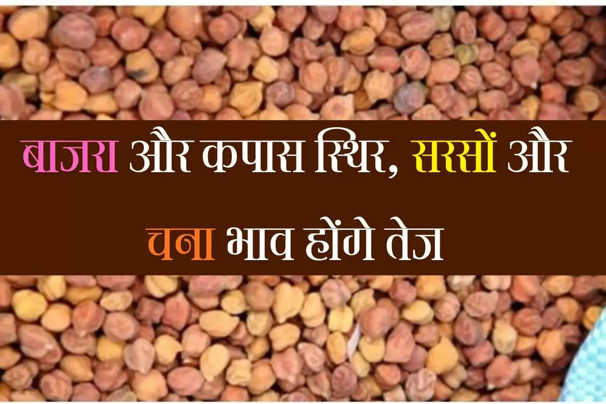 Alwar Mandi ka bhav: बाजरा और कपास स्थिर, सरसों और चना भाव होंगे तेज