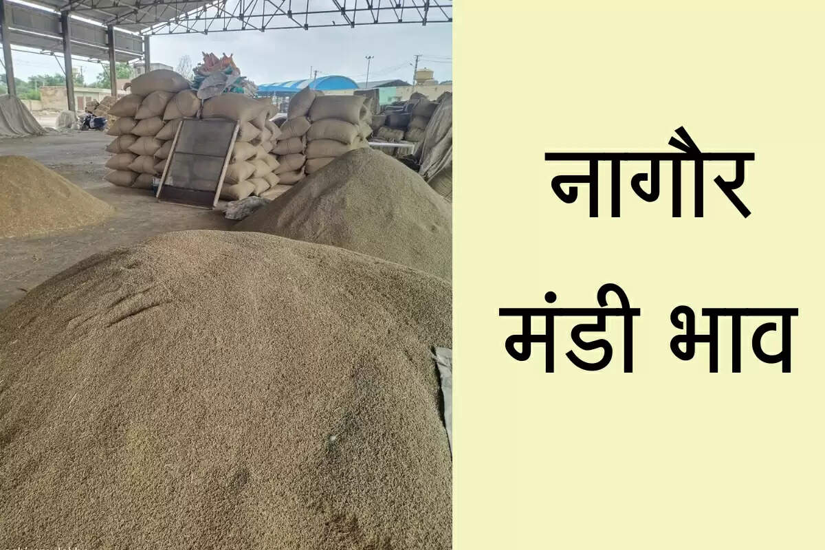 नागौर मंडी भाव: इसबगोल 700 और सौंफ 200 रुपए मंदे हुए, असालिया, ग्वार रेट में सुधार