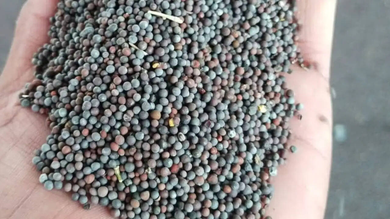 नोहर मंडी भाव 2 जून 2026: सरसों 7,601 रुपये तक पहुंची, ग्वार और चना के भाव भी जारी
