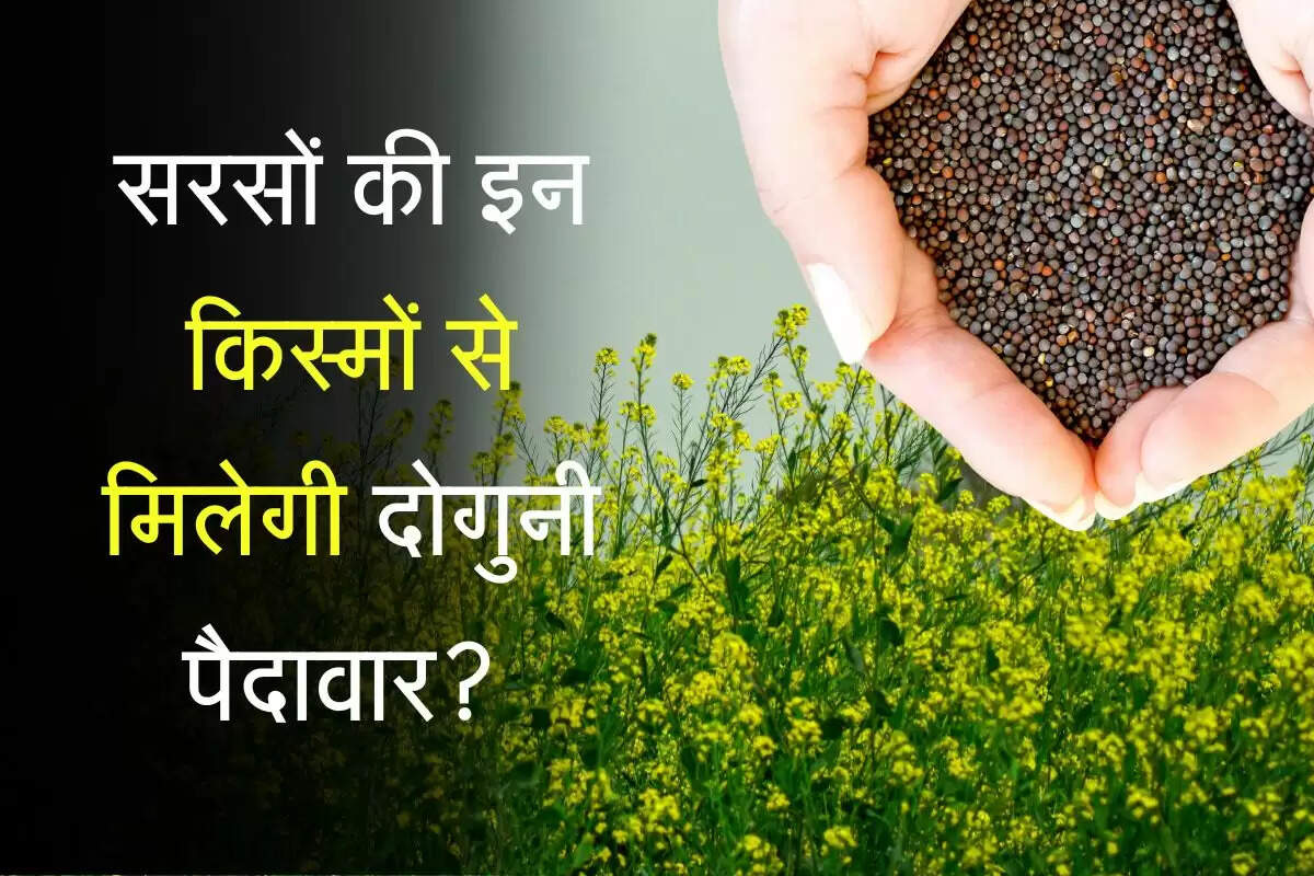 Agriculture Tips: सरसों की इन किस्मों से मिलेगी दोगुनी पैदावार? किसान जरूर अभी जानें राज की बात!