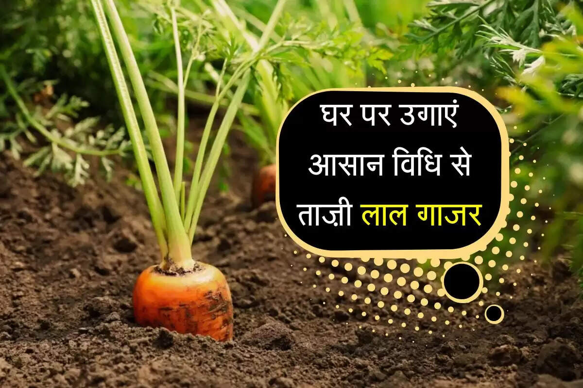 Carrot Farming: घर पर उगाएं आसान विधि से ताज़ी लाल गाजर, बाजार जाने का जेब खर्च होगा कम