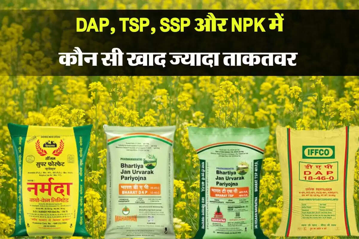 DAP, TSP, SSP और NPK में कौन सी खाद ज्यादा ताकतवर