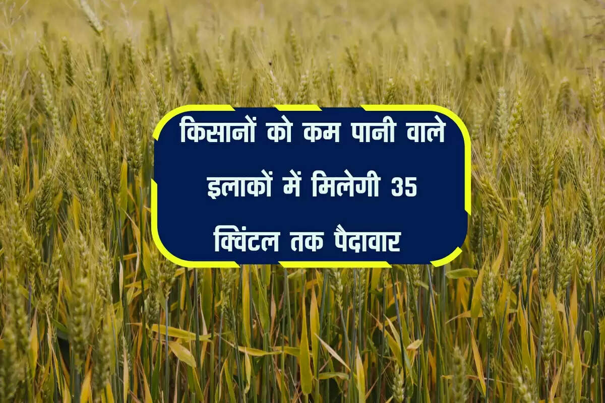 किसानों के लिए वरदान साबित होगी गेहूं की 'करन मंजरी' किस्म, कम पानी वाले इलाकों में मिलेगी 35 क्विंटल तक पैदावार 