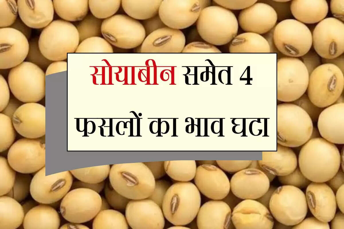 Kota Mandi 9 October 2025: सोयाबीन समेत 4 फसलों का भाव घटा, आवक में लगातार सुधार जारी