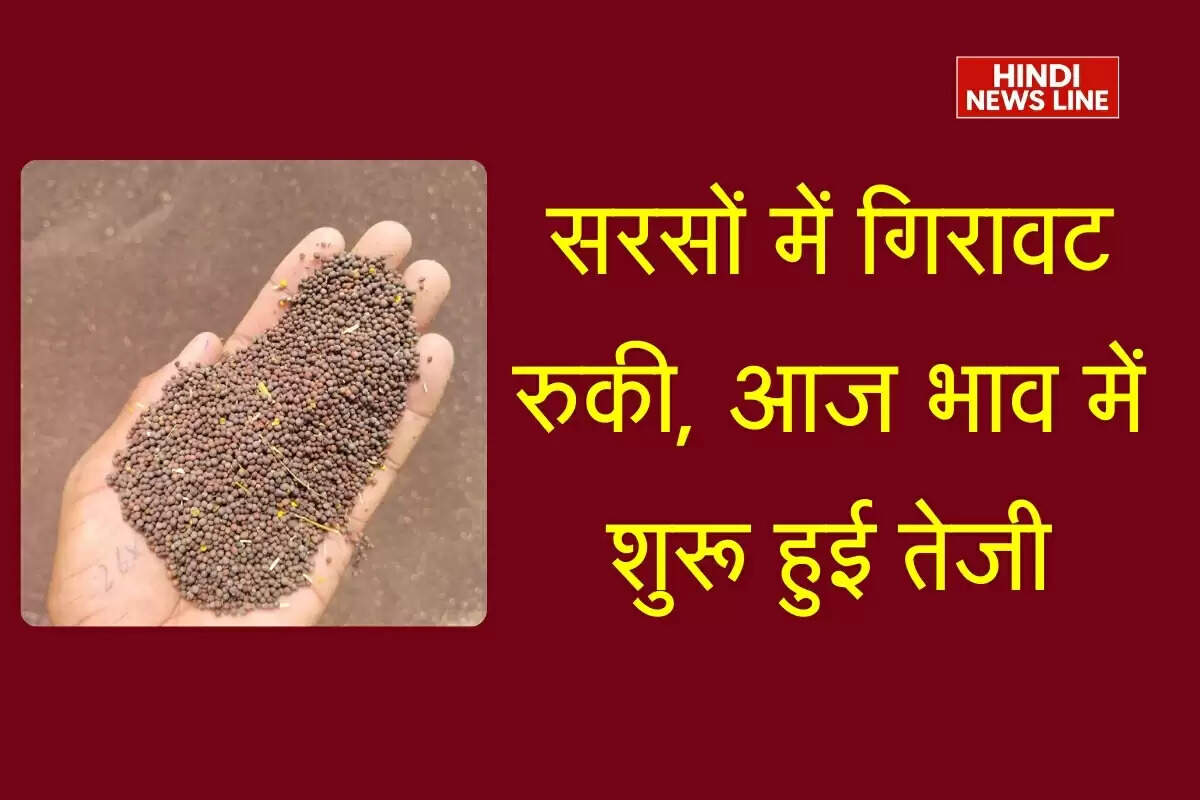 Sarso Ka bhav 01 September 2025: सरसों में चल रही गिरावट रुकी, आज से भाव में शुरू हुई तेजी