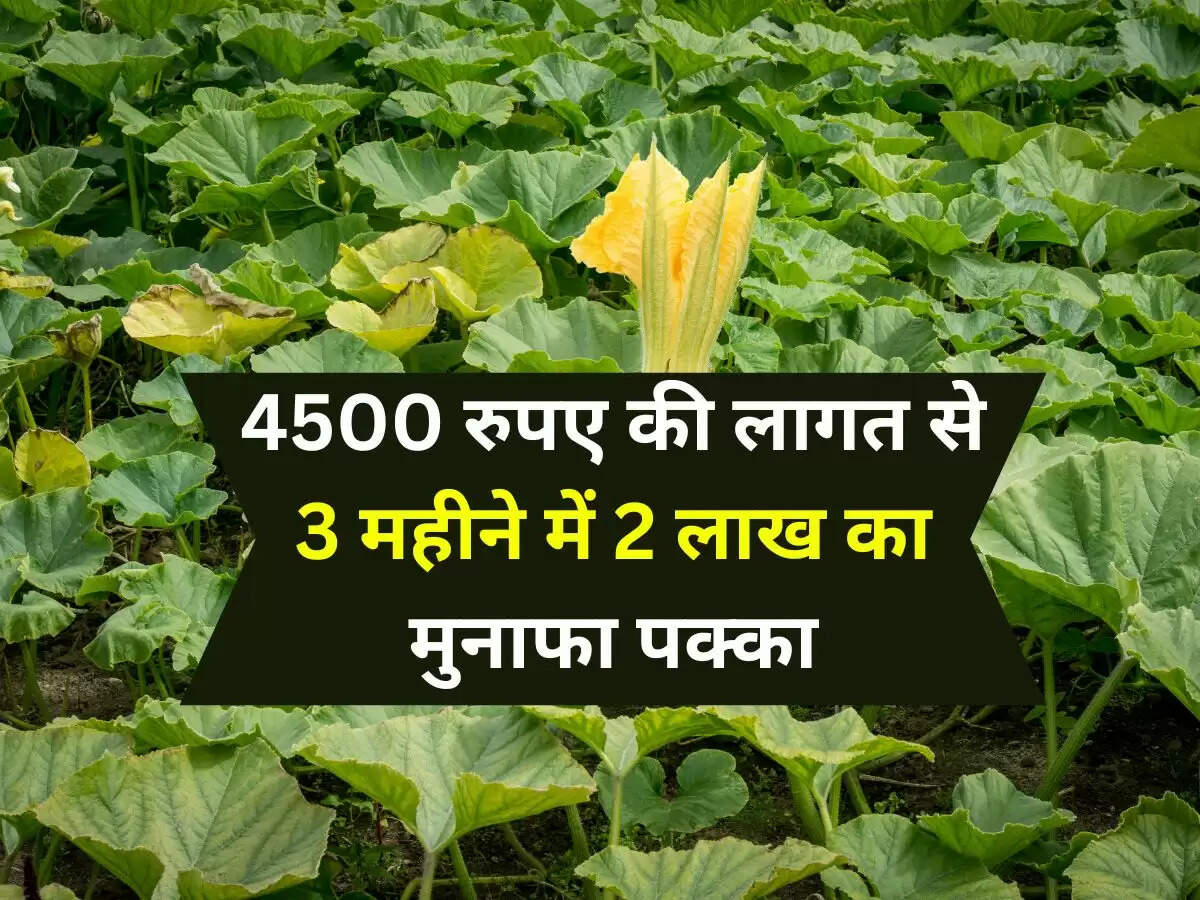 Kaddu ki Kheti Kaise Karein: आ गया अगेती खेती का सही समय, 4500 रुपए की लागत से 3 महीने में 2 लाख का मुनाफा पक्का