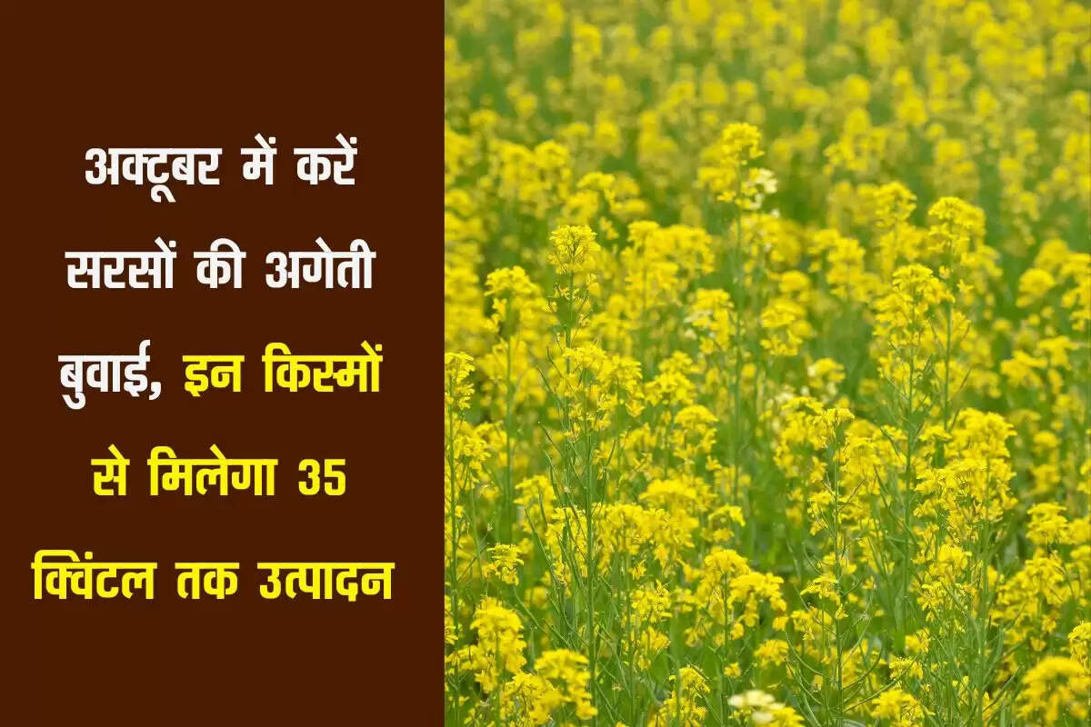 अक्टूबर में करें सरसों की अगेती बुवाई, इन किस्मों से मिलेगा 35 क्विंटल तक उत्पादन