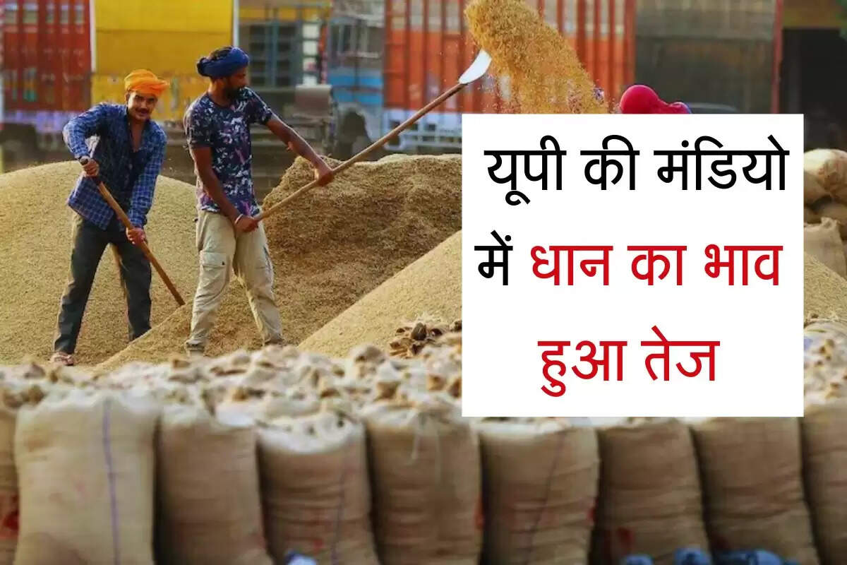 UP Paddy Rate: यूपी की मंडियो में धान का भाव हुआ तेज, जानिए 1509 का रेट और अराइवल अपडेट