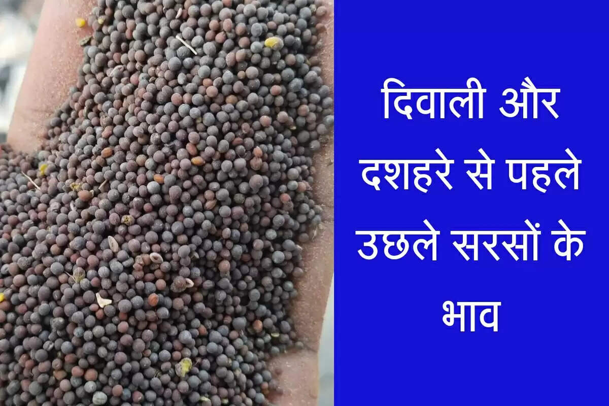 Sarso Ka Bhav: दिवाली और दशहरे से पहले उछले सरसों के भाव, देखें रेट तालिका