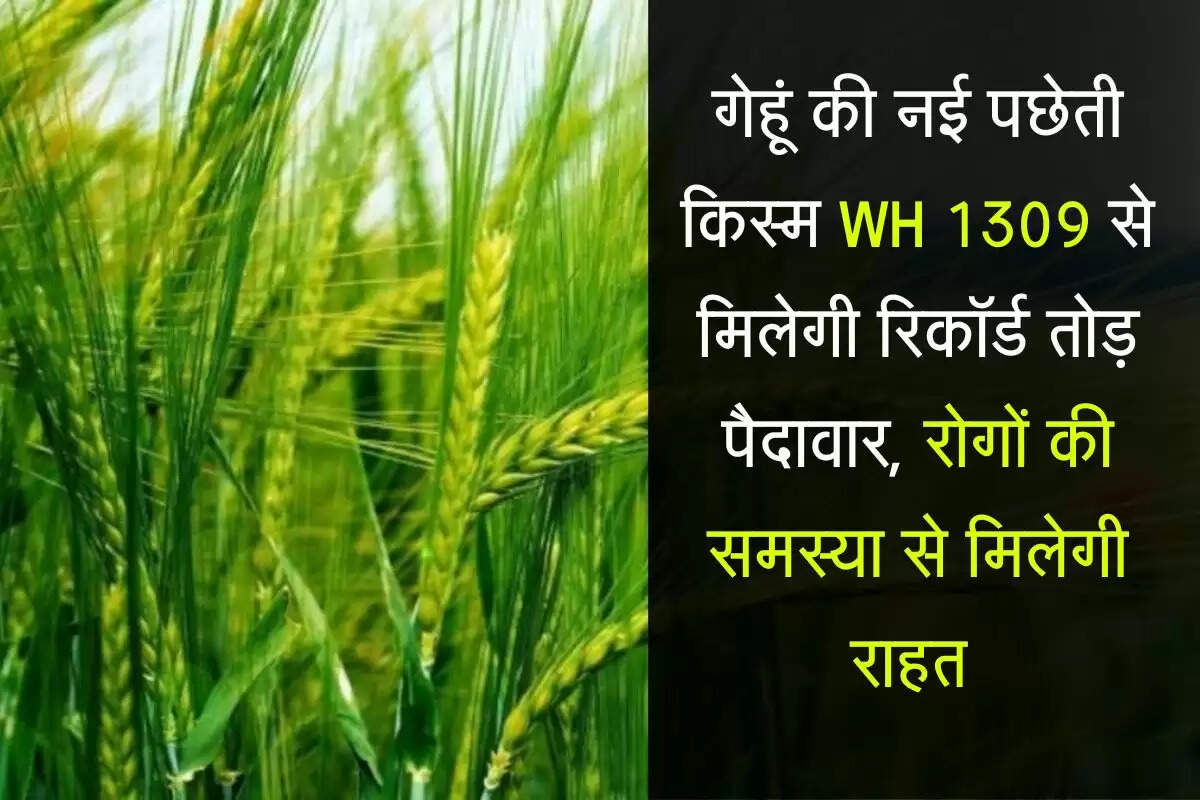 New Wheat Variety WH 1309: गेहूं की नई पछेती किस्म WH 1309 से मिलेगी रिकॉर्ड तोड़ पैदावार, रोगों की समस्या से मिलेगी राहत 
