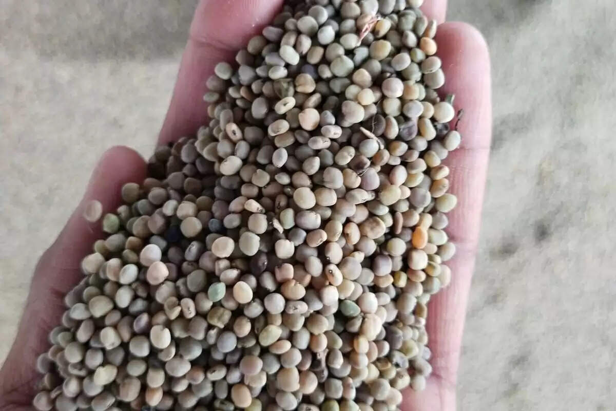 Guar bhav: ग्वार का भाव 3 सप्ताह बाद हुआ तेज, अमेरिका ने गम को रखा टैरिफ से बाहर
