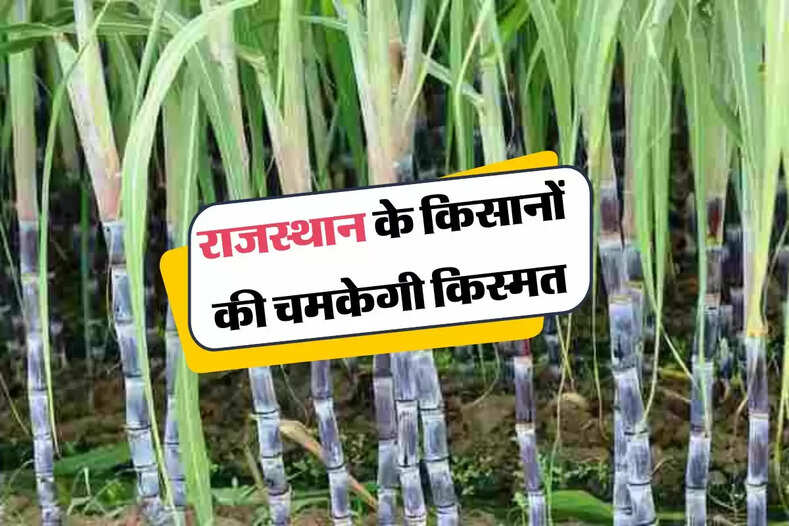 राजस्थान के किसानों की होगी खूब कमाई, बदलने वाली है किस्मत